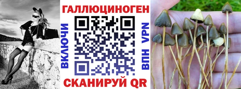 kraken как войти  Мытищи  Псилоцибиновые грибы MAGIC MUSHROOMS 